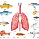 sistem pernapasan pada hewan vertebrata